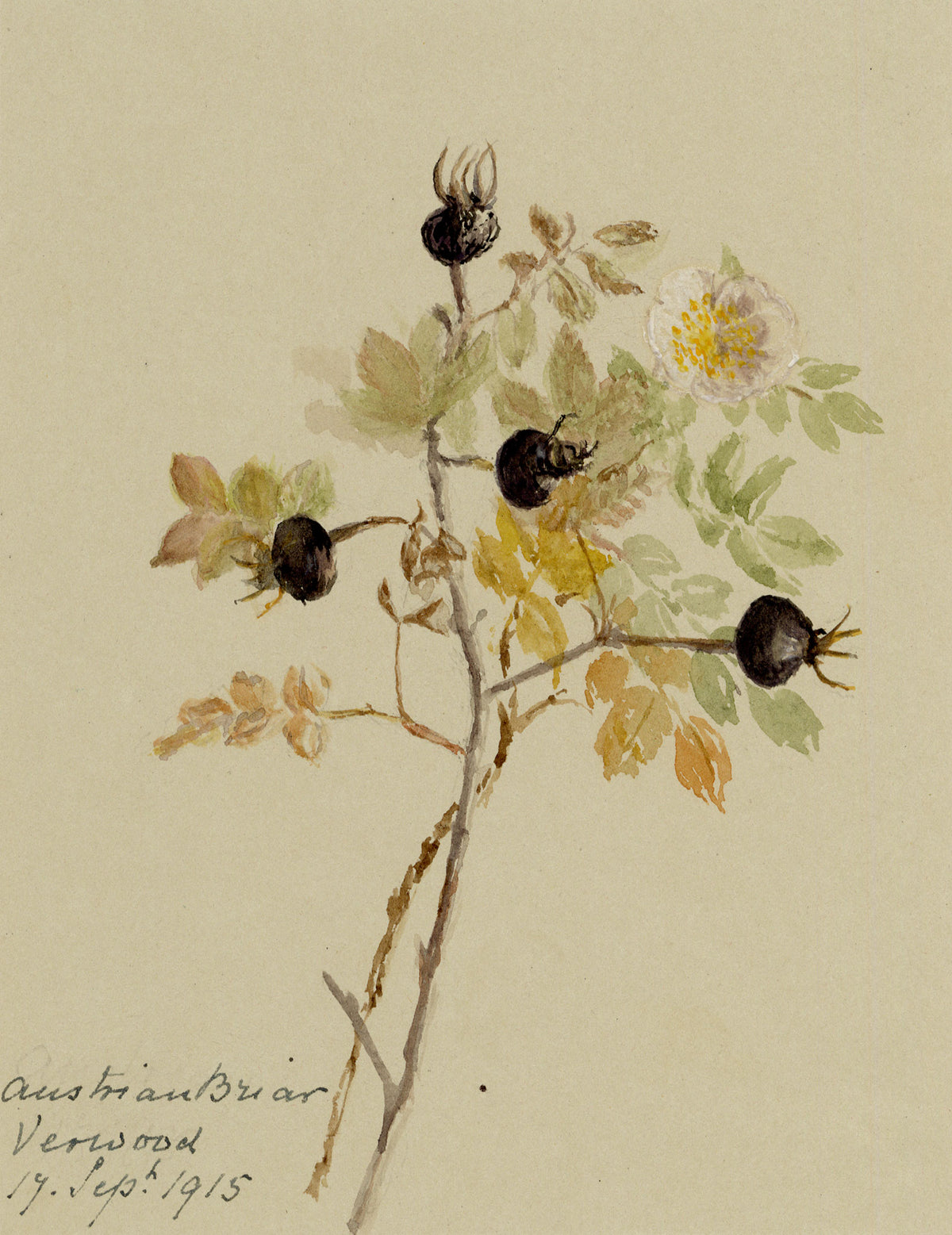 Anon., Austrian Briar Rose Flower, Verwood, Dorset – 1915 watercolour painting