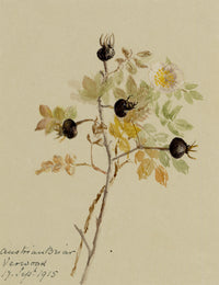 Anon., Austrian Briar Rose Flower, Verwood, Dorset – 1915 watercolour painting