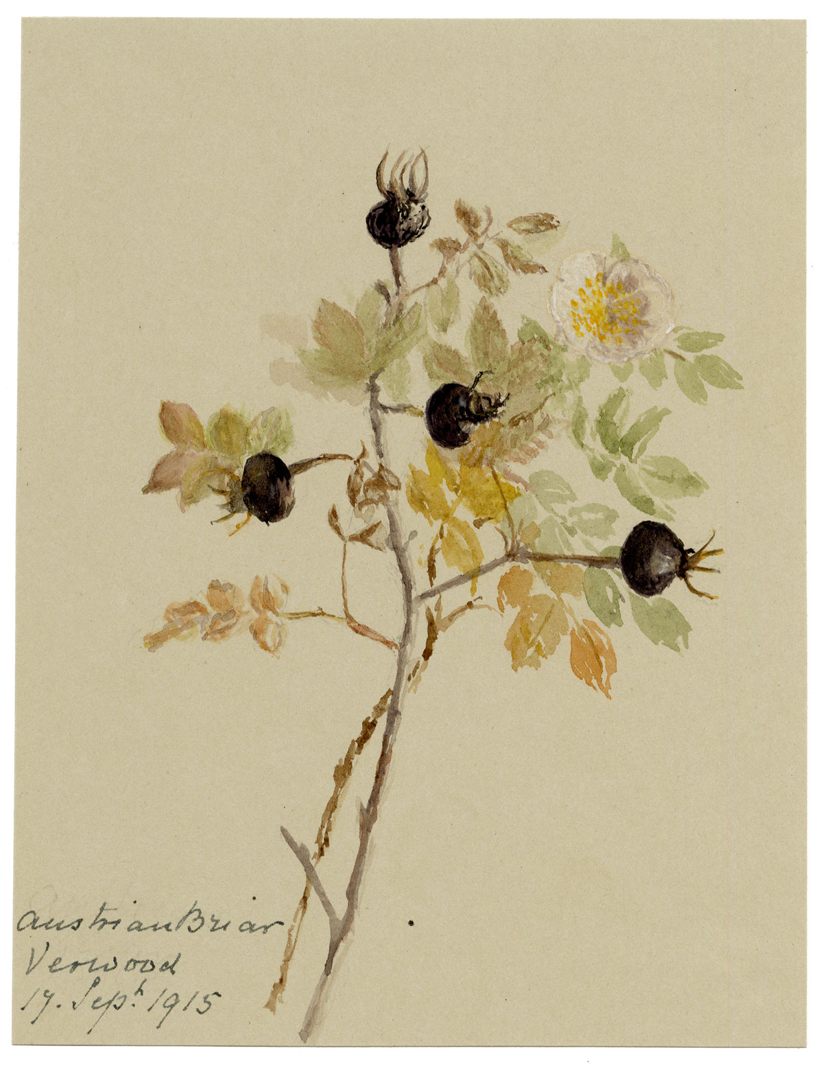 Anon., Austrian Briar Rose Flower, Verwood, Dorset – 1915 watercolour painting