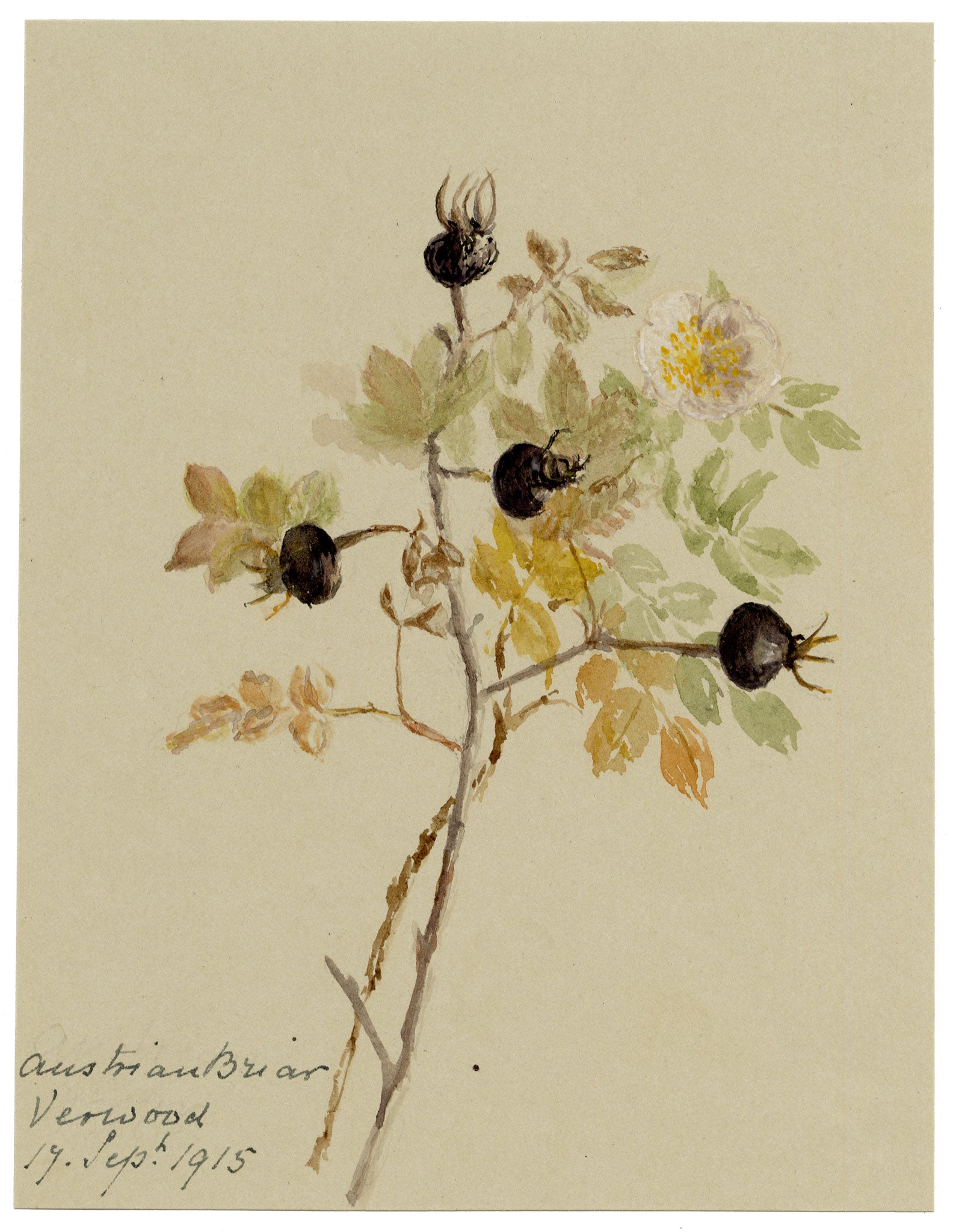 Anon., Austrian Briar Rose Flower, Verwood, Dorset – 1915 watercolour painting