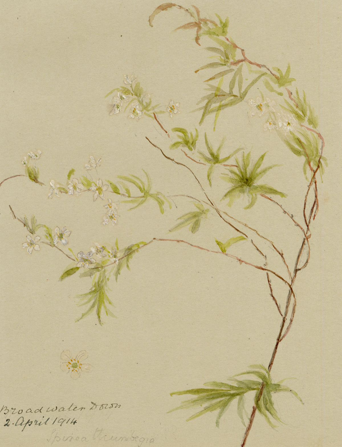 Anon., Thunberg's Meadowsweet Flowers (Spiraea thunbergii), Broadwater Down, Kent – 1914 watercolour painting