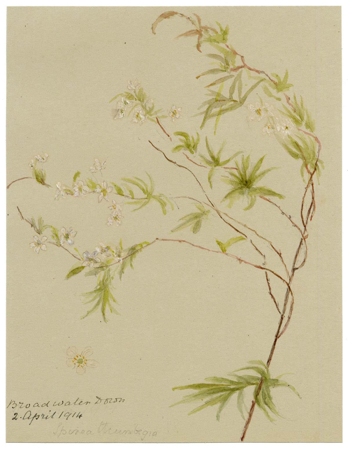 Anon., Thunberg's Meadowsweet Flowers (Spiraea thunbergii), Broadwater Down, Kent – 1914 watercolour painting