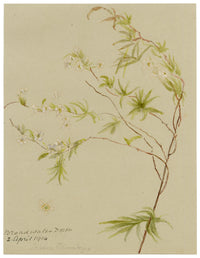 Anon., Thunberg's Meadowsweet Flowers (Spiraea thunbergii), Broadwater Down, Kent – 1914 watercolour painting