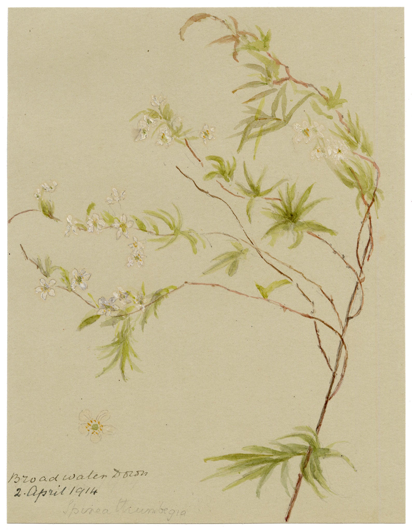 Anon., Thunberg's Meadowsweet Flowers (Spiraea thunbergii), Broadwater Down, Kent – 1914 watercolour painting