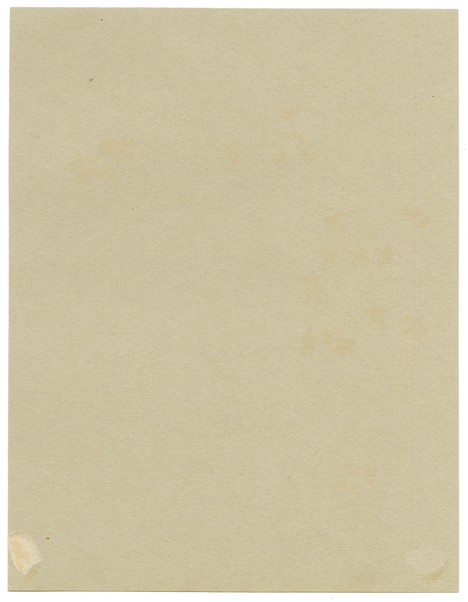 Anon., Thunberg's Meadowsweet Flowers (Spiraea thunbergii), Broadwater Down, Kent – 1914 watercolour painting