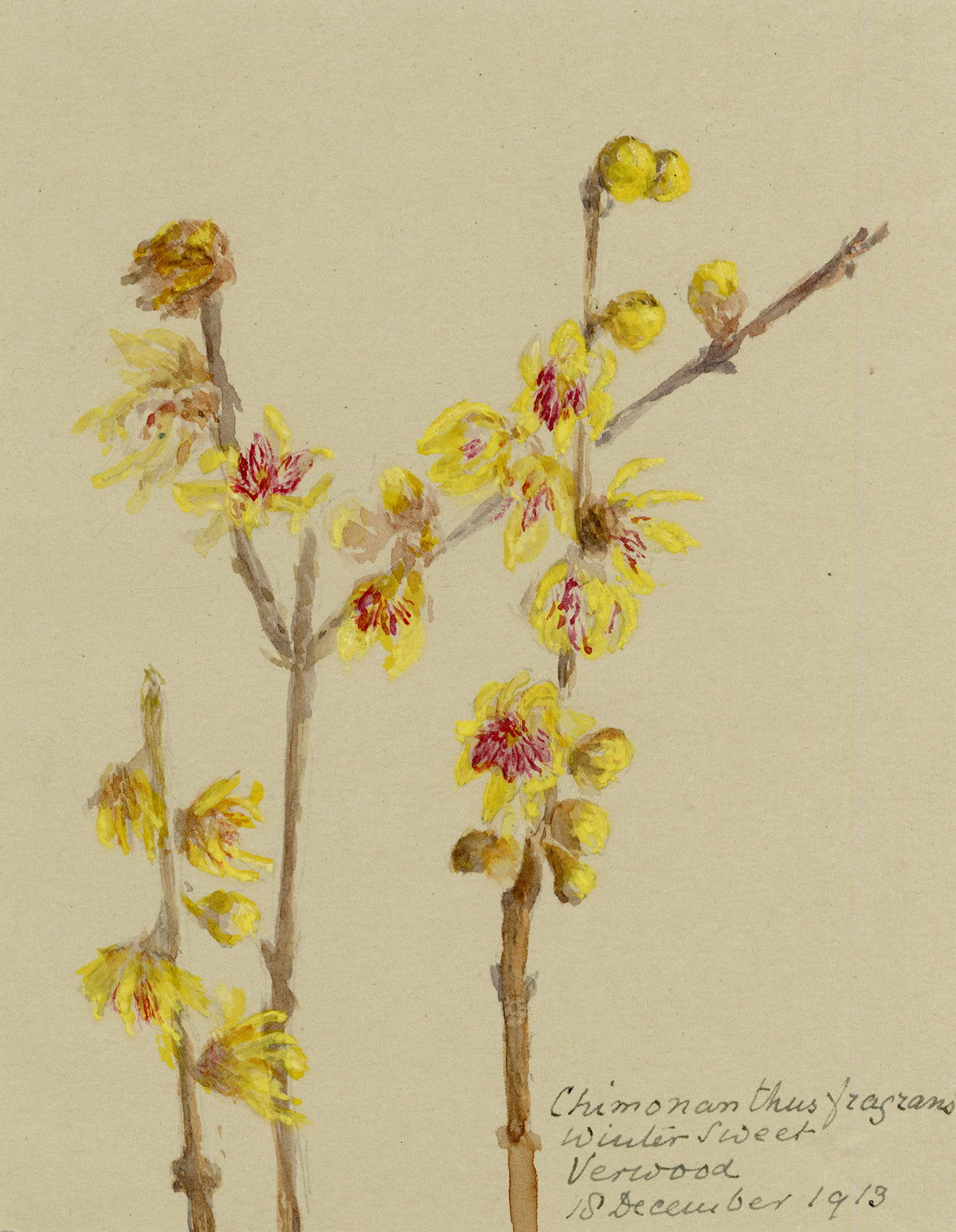 Anon., Wintersweet Flowers (Chimonanthus fragrans), Verwood, Dorset – 1913 watercolour painting