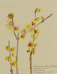Anon., Wintersweet Flowers (Chimonanthus fragrans), Verwood, Dorset – 1913 watercolour painting