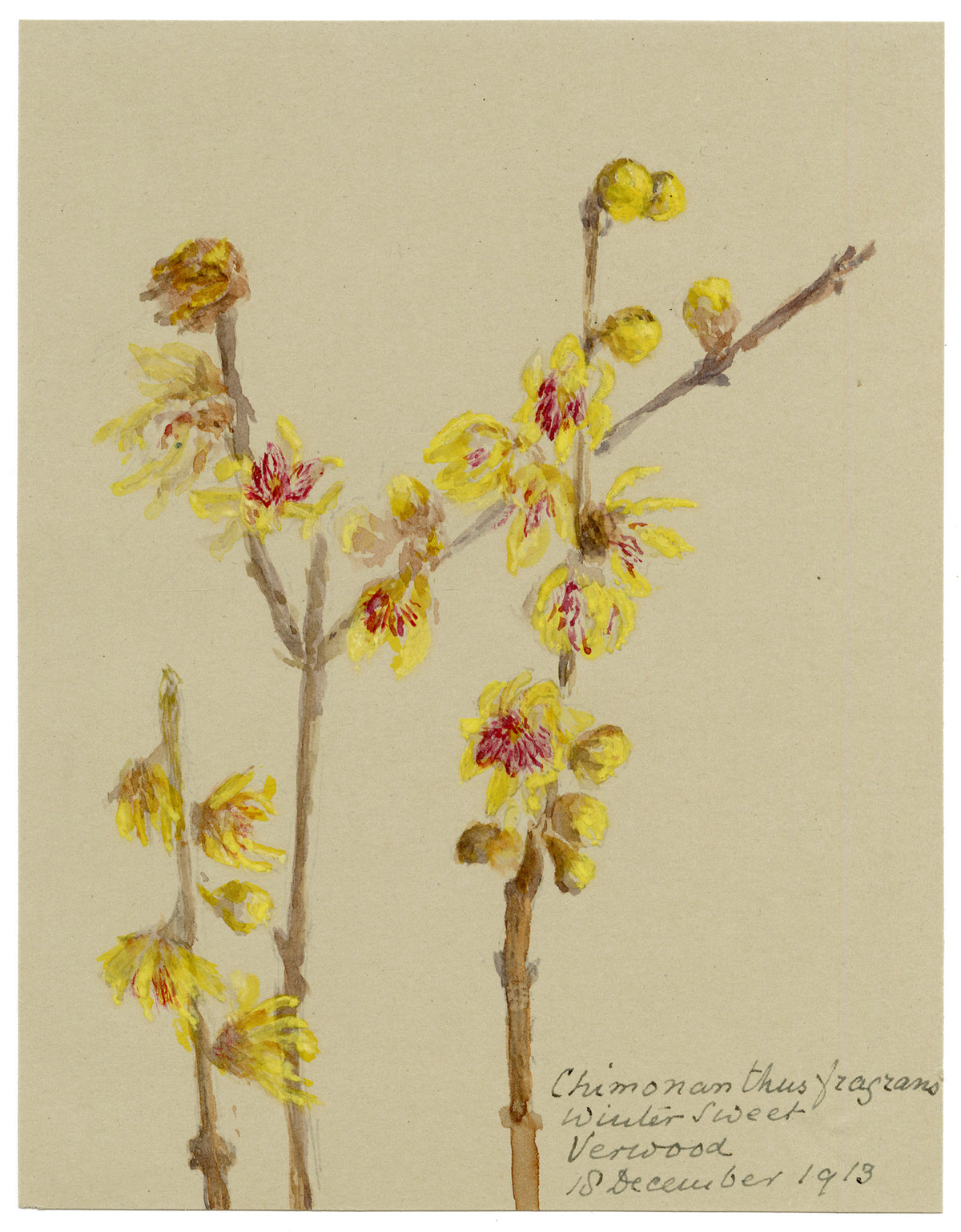 Anon., Wintersweet Flowers (Chimonanthus fragrans), Verwood, Dorset – 1913 watercolour painting