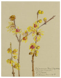 Anon., Wintersweet Flowers (Chimonanthus fragrans), Verwood, Dorset – 1913 watercolour painting
