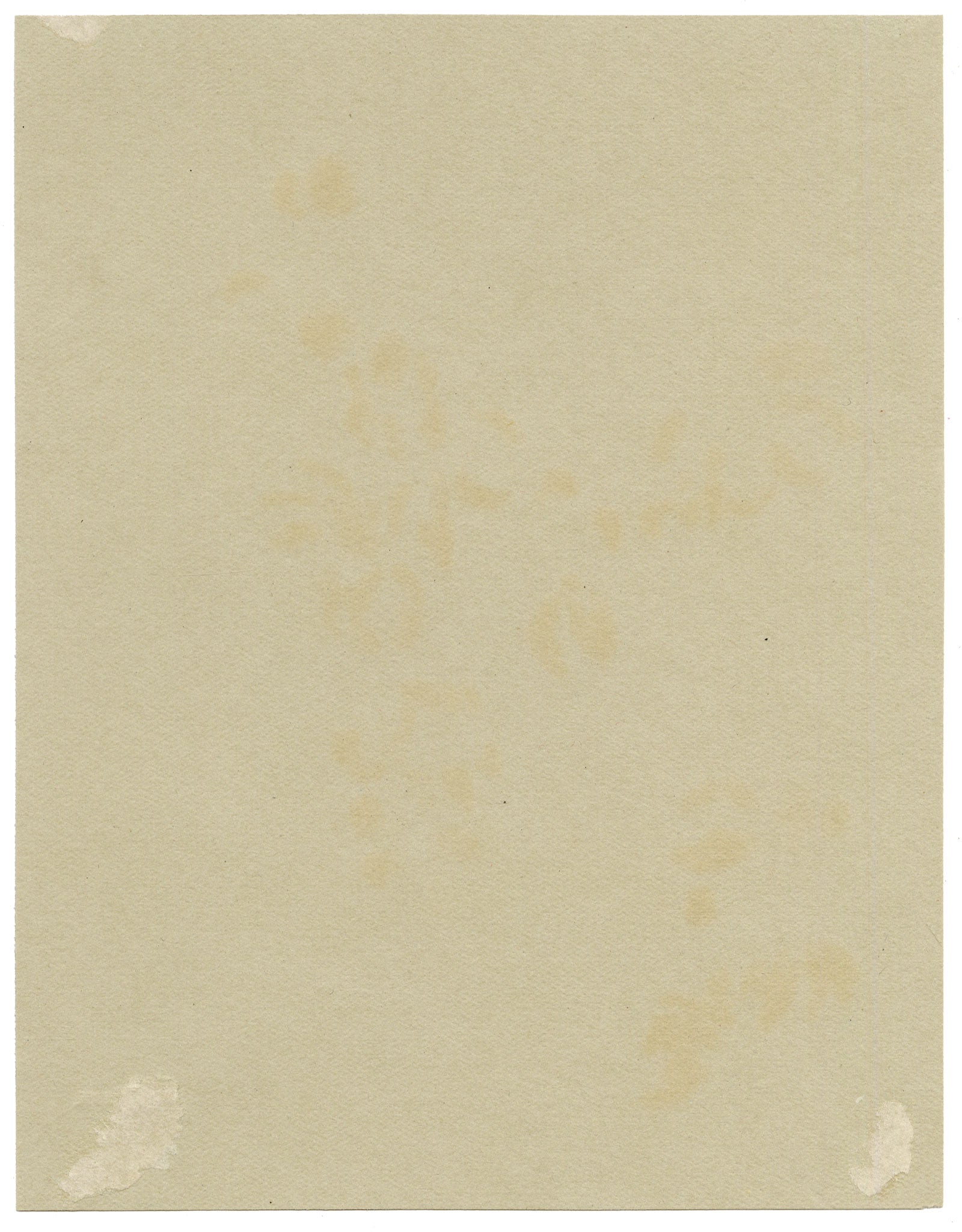 Anon., Wintersweet Flowers (Chimonanthus fragrans), Verwood, Dorset – 1913 watercolour painting