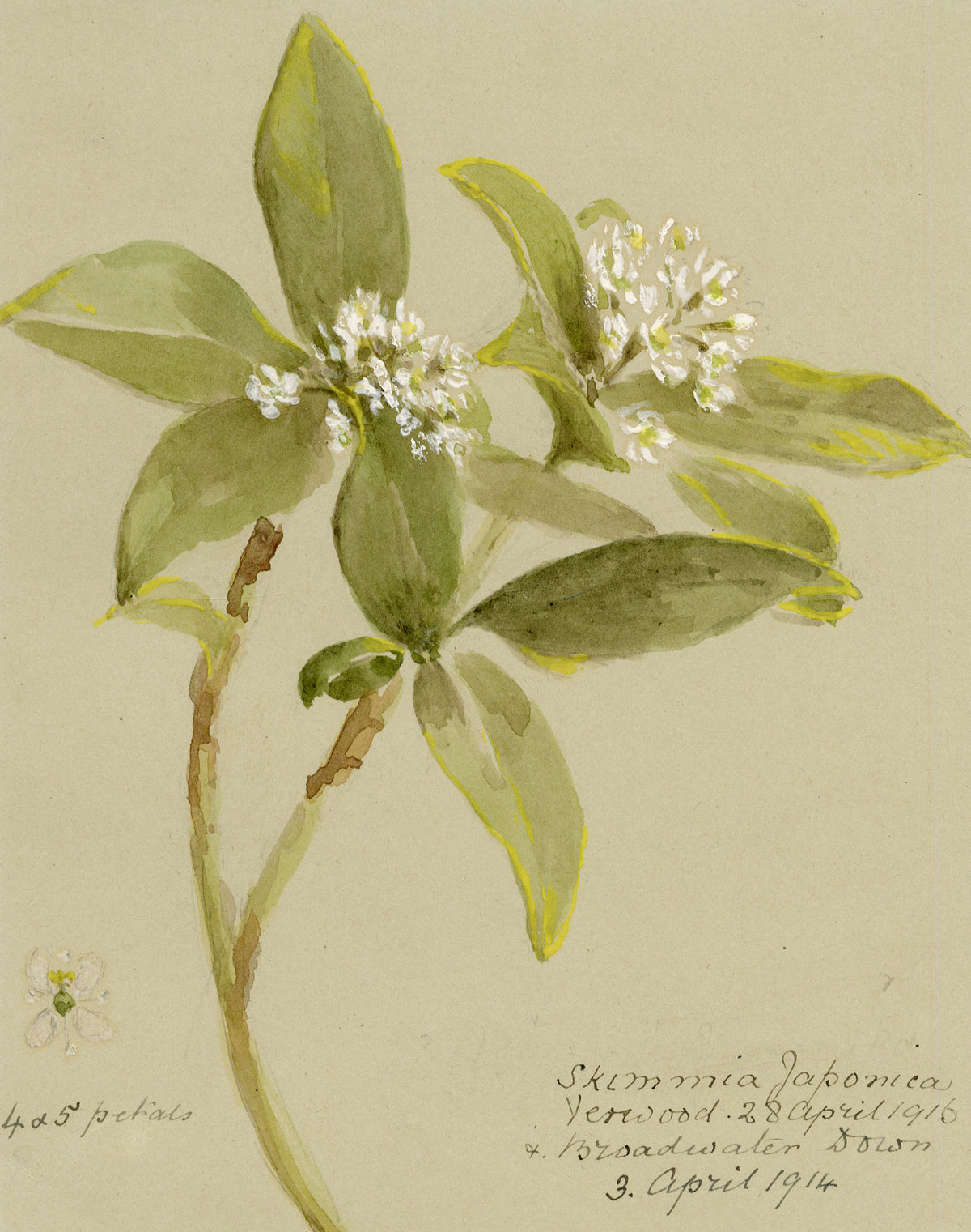 Anon., Japanese Skimmia Flowers (Skimmia japonica), Verwood, Dorset – 1914 watercolour painting