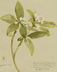 Anon., Japanese Skimmia Flowers (Skimmia japonica), Verwood, Dorset – 1914 watercolour painting