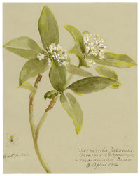 Anon., Japanese Skimmia Flowers (Skimmia japonica), Verwood, Dorset – 1914 watercolour painting