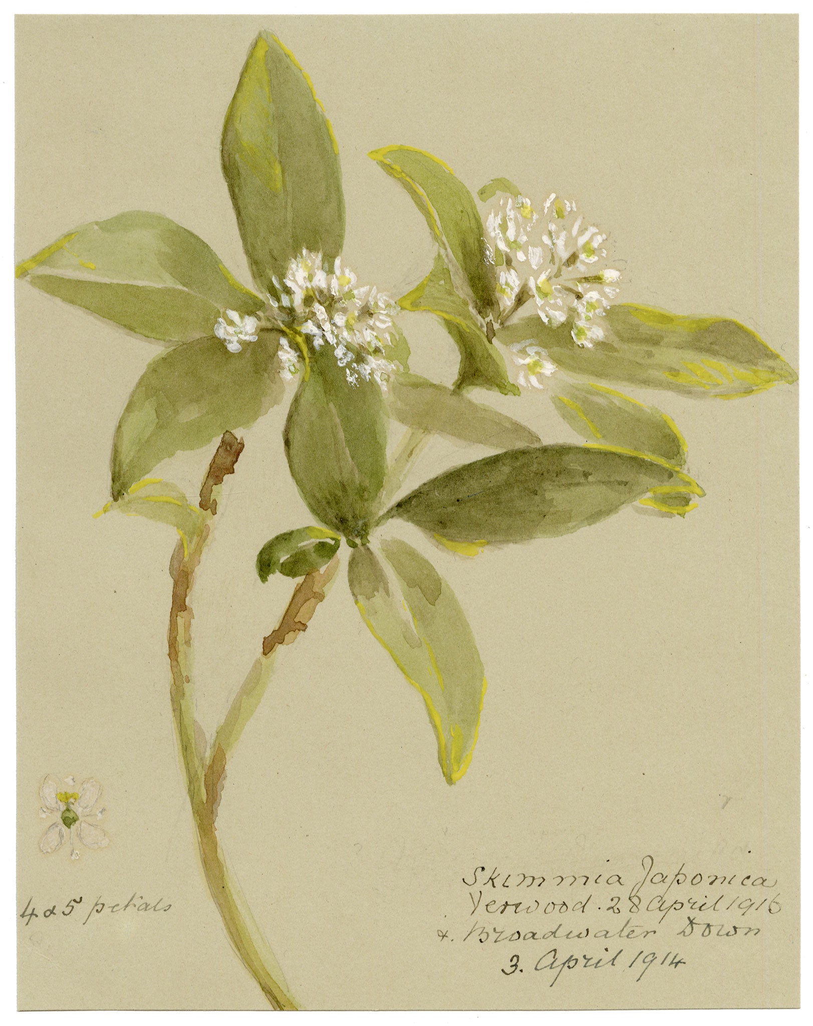 Anon., Japanese Skimmia Flowers (Skimmia japonica), Verwood, Dorset – 1914 watercolour painting
