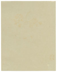 Anon., Japanese Skimmia Flowers (Skimmia japonica), Verwood, Dorset – 1914 watercolour painting