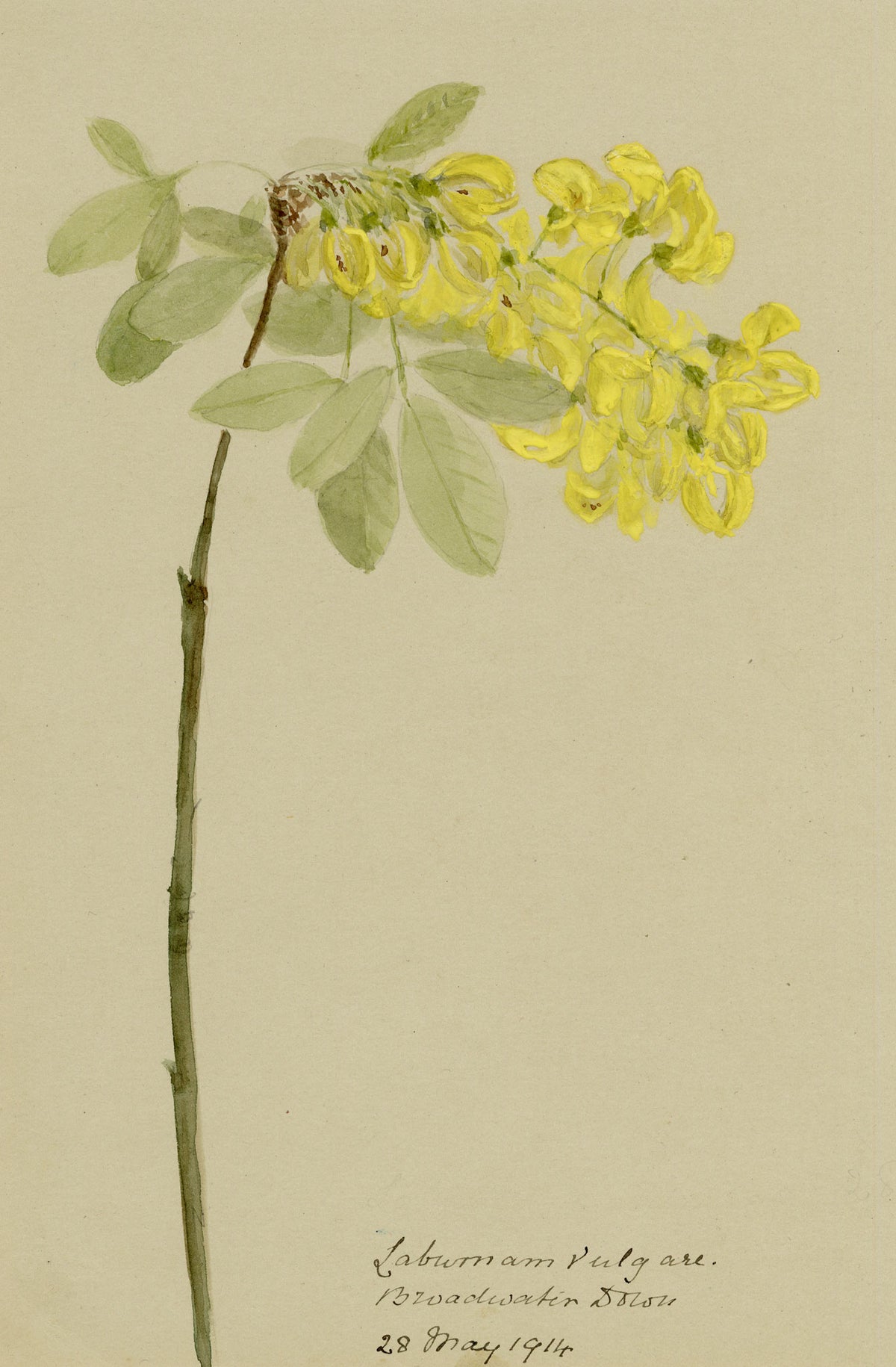 Anon., Laburnum vulgare, Broadwater Down, Kent – 1914 watercolour painting