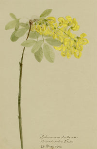 Anon., Laburnum vulgare, Broadwater Down, Kent – 1914 watercolour painting