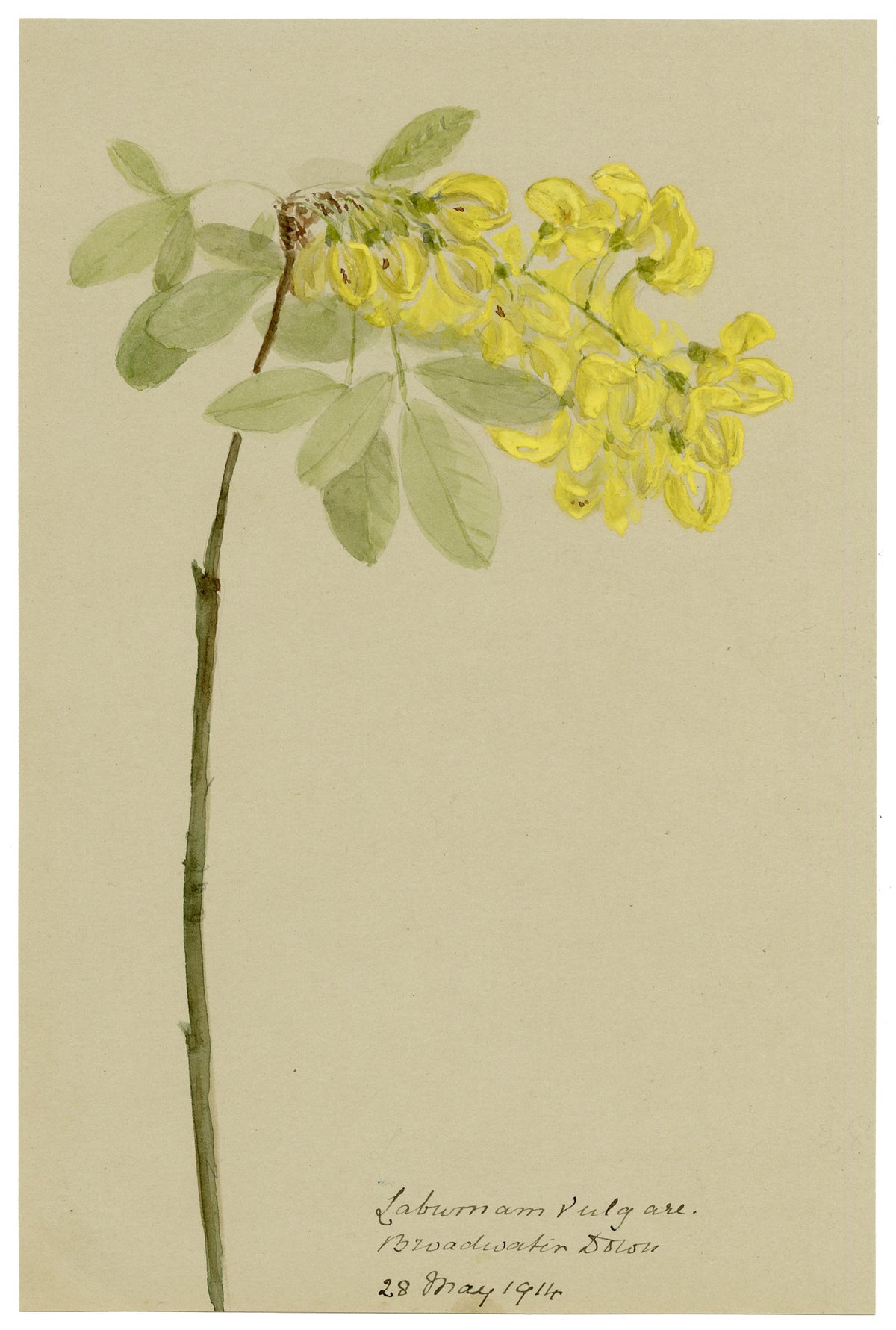 Anon., Laburnum vulgare, Broadwater Down, Kent – 1914 watercolour painting