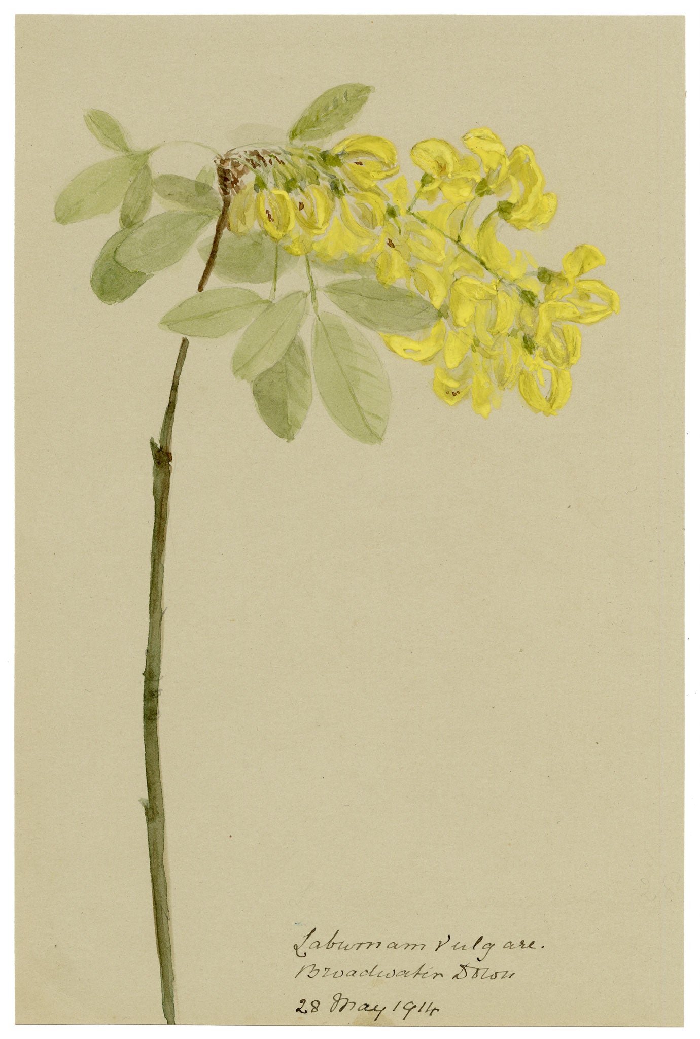 Anon., Laburnum vulgare, Broadwater Down, Kent – 1914 watercolour painting