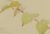 Anon., Knotweed (Polygonum) Flower, Verwood, Dorset – 1915 watercolour painting