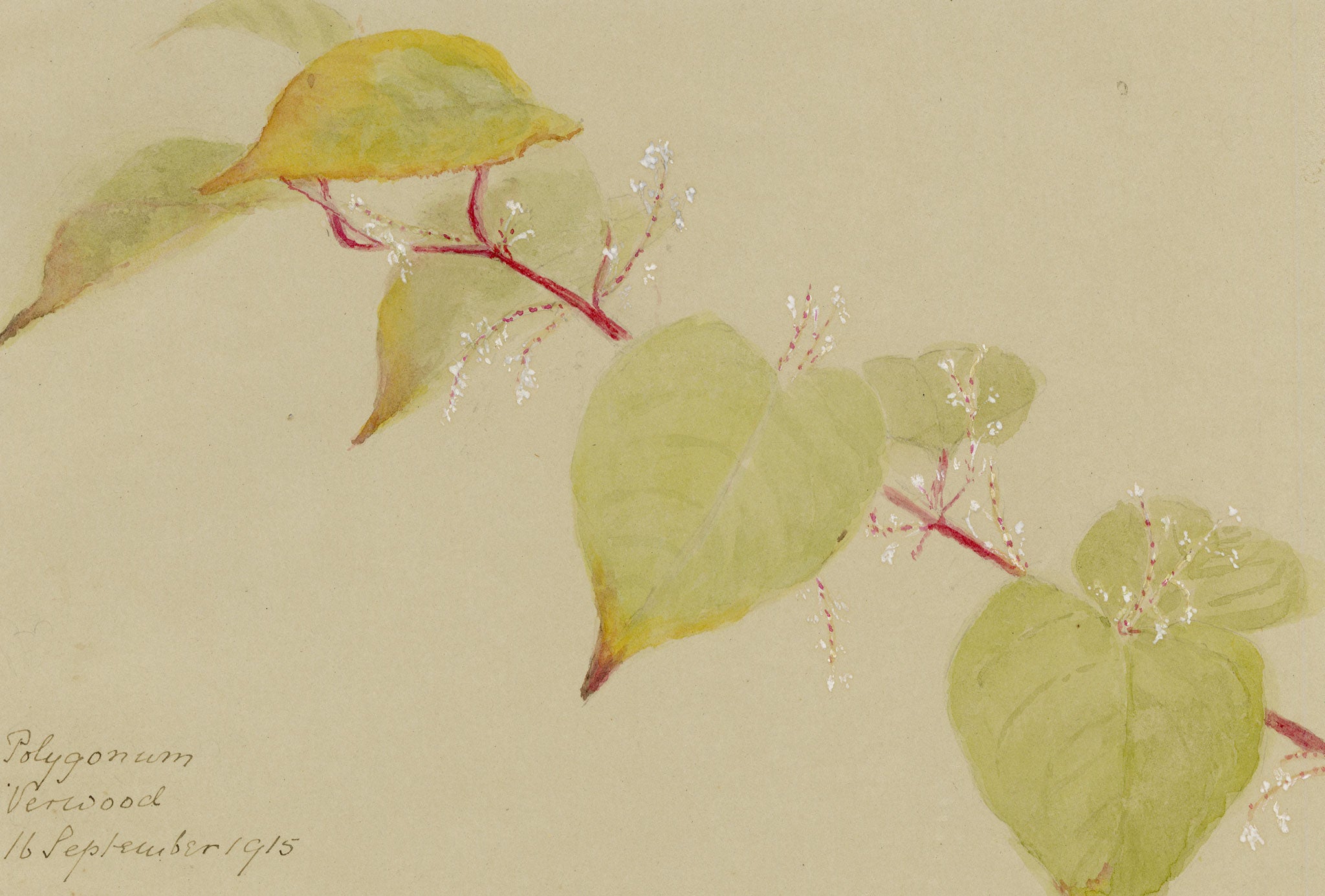 Anon., Knotweed (Polygonum) Flower, Verwood, Dorset – 1915 watercolour painting