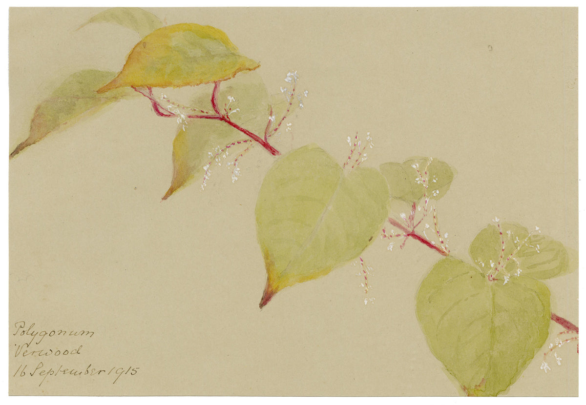 Anon., Knotweed (Polygonum) Flower, Verwood, Dorset – 1915 watercolour painting