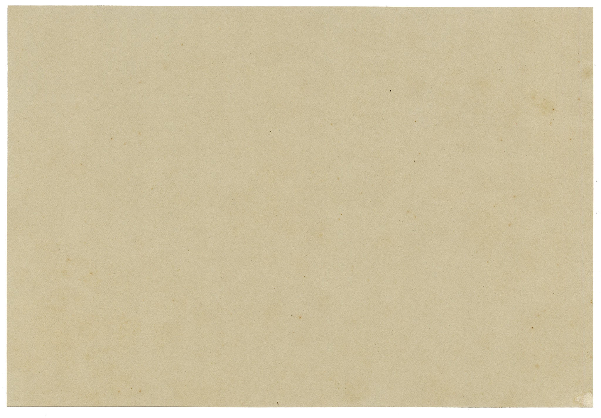 Anon., Knotweed (Polygonum) Flower, Verwood, Dorset – 1915 watercolour painting