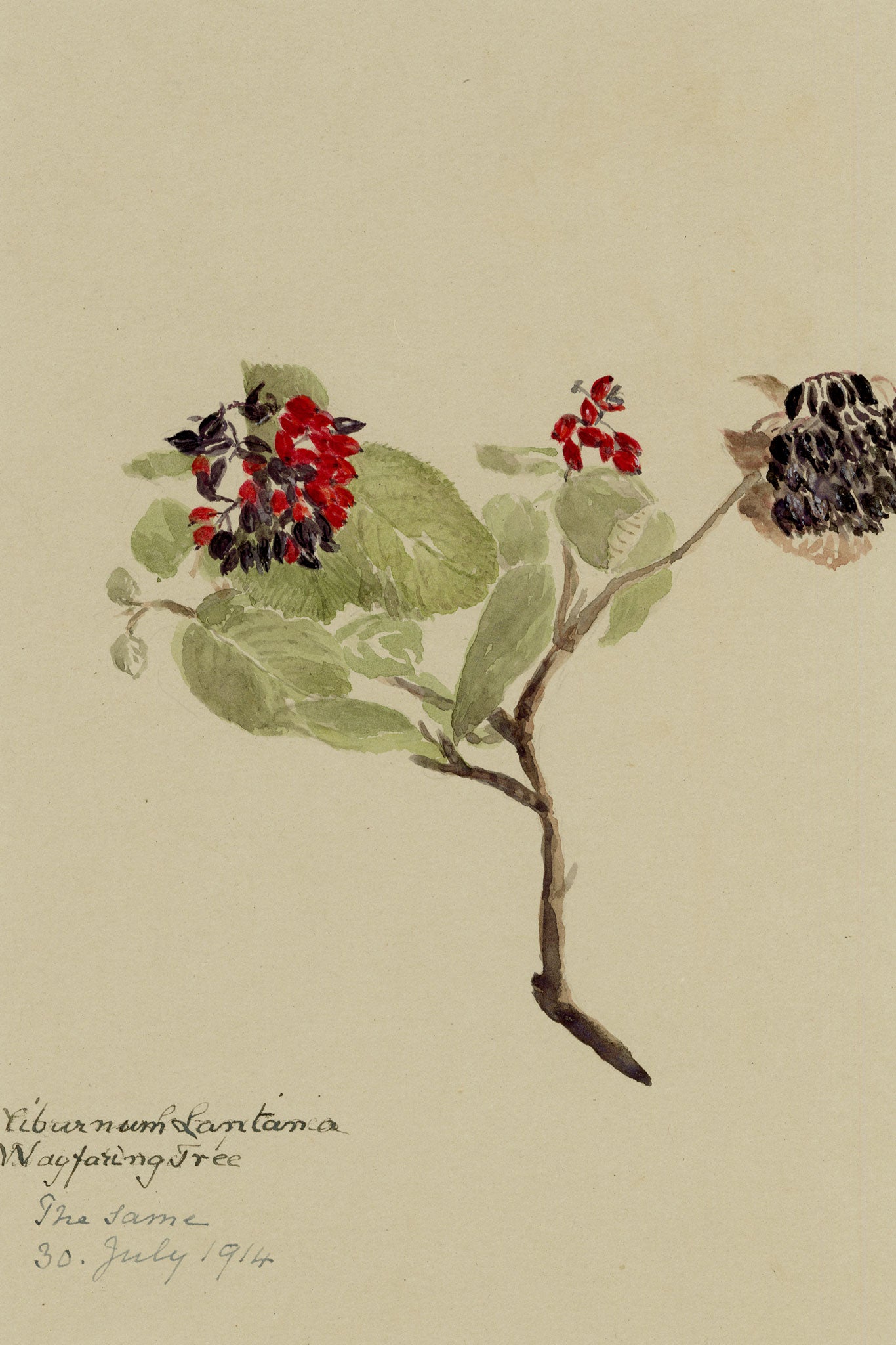 Anon., Wayfaring Tree (Viburnum Lantana), Verwood, Dorset – 1914 watercolour painting