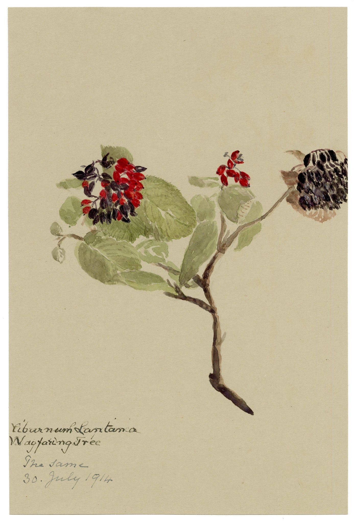 Anon., Wayfaring Tree (Viburnum Lantana), Verwood, Dorset – 1914 watercolour painting