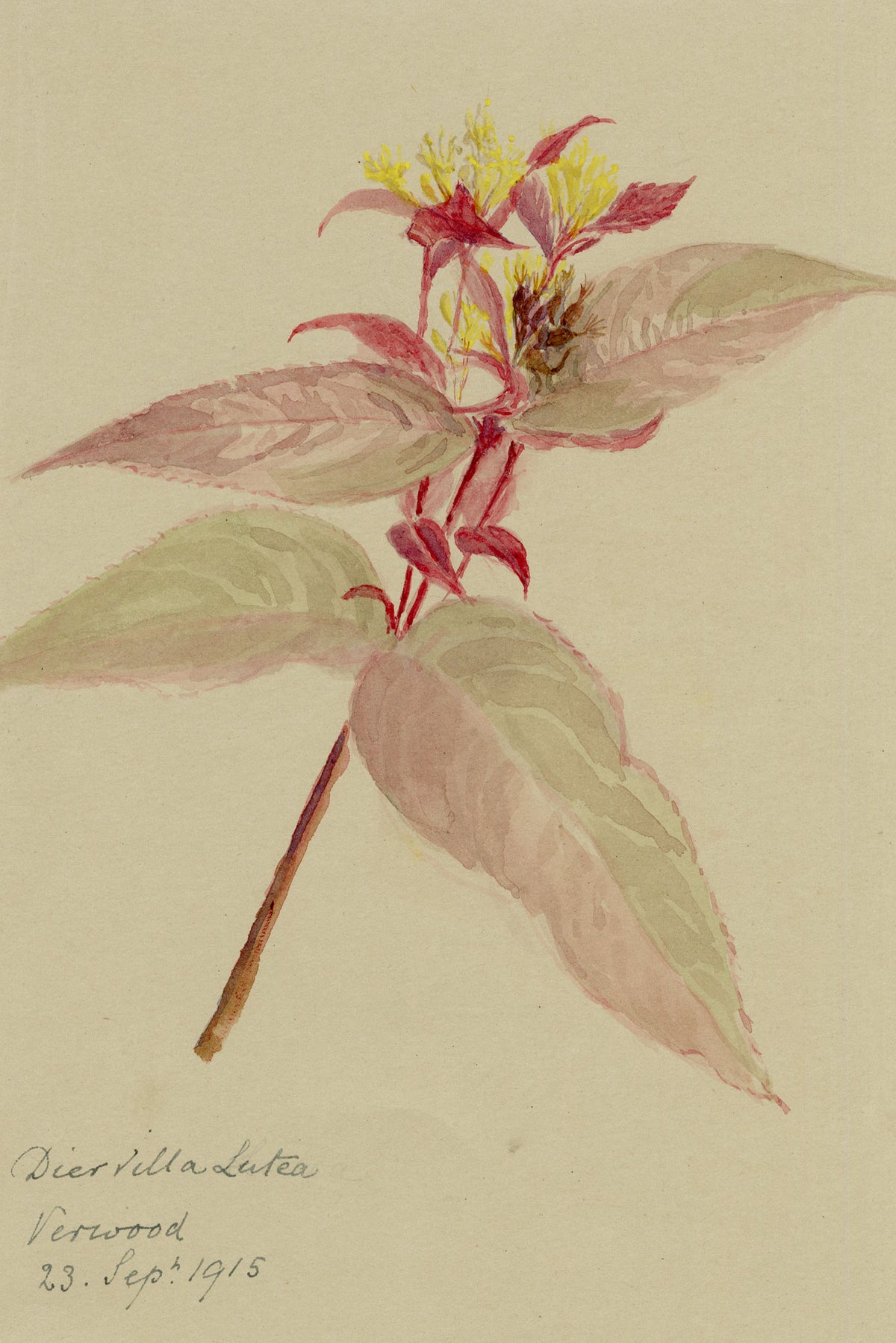 Anon., Bush Honeysuckle (Diervilla lutea), Verwood, Dorset – 1915 watercolour painting