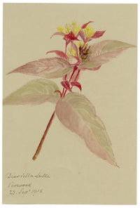 Anon., Bush Honeysuckle (Diervilla lutea), Verwood, Dorset – 1915 watercolour painting