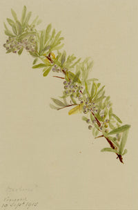 Anon., Barberry Branch (Berberis), Verwood, Dorset – 1915 watercolour painting