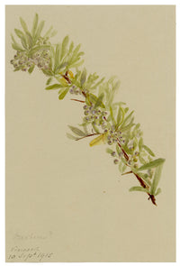 Anon., Barberry Branch (Berberis), Verwood, Dorset – 1915 watercolour painting