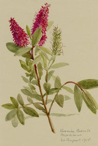 Anon., Red-pink Speedwell (Veronica) Flower – 1915 watercolour painting