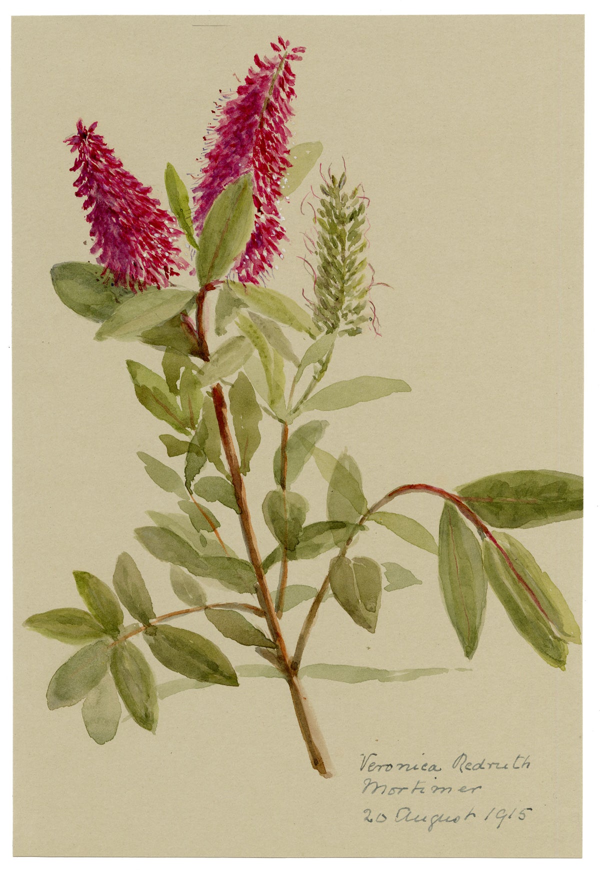 Anon., Red-pink Speedwell (Veronica) Flower – 1915 watercolour painting