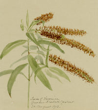 Anon., Speedwell (Veronica) Flower, Hesketh Crescent, Torquay, Devon – 1913 watercolour painting