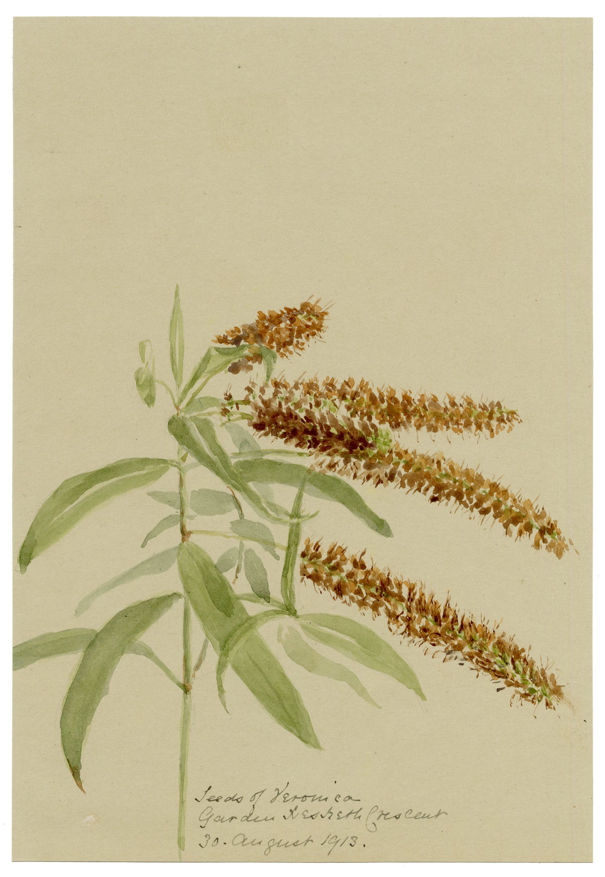 Anon., Speedwell (Veronica) Flower, Hesketh Crescent, Torquay, Devon – 1913 watercolour painting