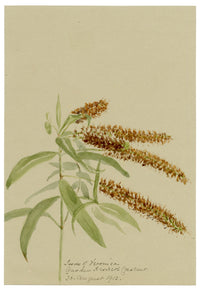 Anon., Speedwell (Veronica) Flower, Hesketh Crescent, Torquay, Devon – 1913 watercolour painting