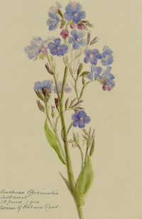 Anon., Common Alkanet (Anchusa officinalis) Flower, Corner of Ilsham Road, Torquay, Devon – 1914 watercolour painting