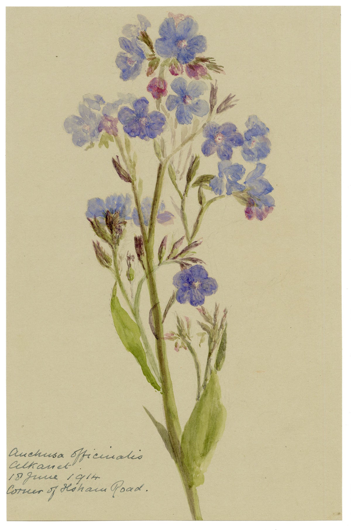 Anon., Common Alkanet (Anchusa officinalis) Flower, Corner of Ilsham Road, Torquay, Devon – 1914 watercolour painting