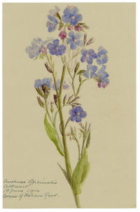 Anon., Common Alkanet (Anchusa officinalis) Flower, Corner of Ilsham Road, Torquay, Devon – 1914 watercolour painting