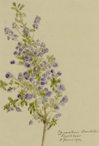 Anon., Sandscrub Ceanothus Flowers (Coeanothus dentatus) – 1914 watercolour painting
