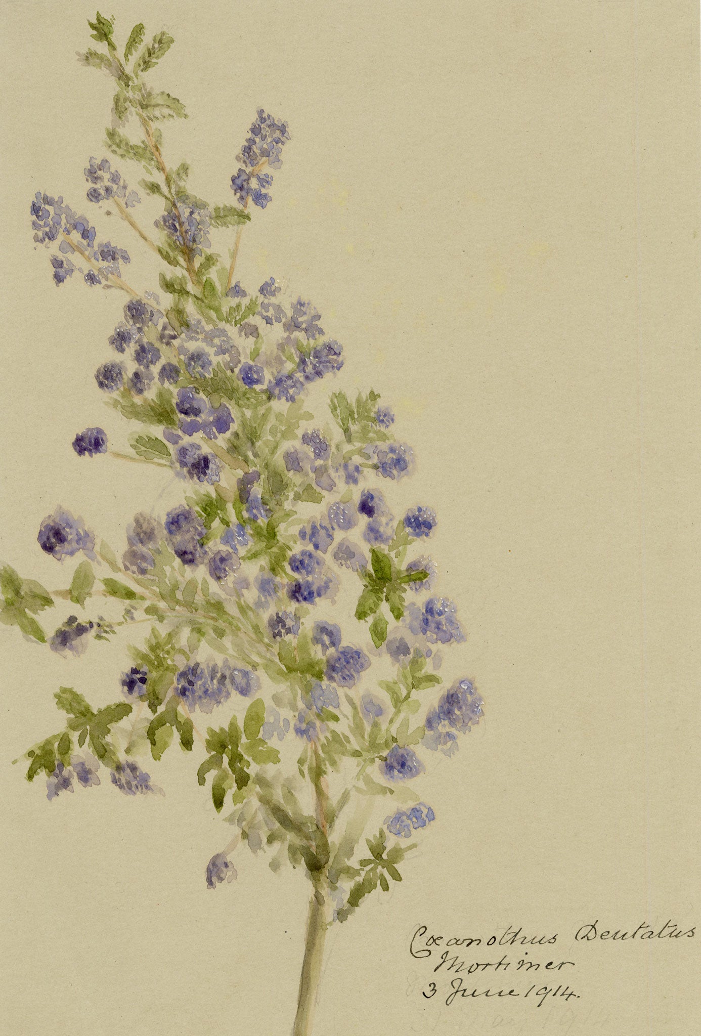 Anon., Sandscrub Ceanothus Flowers (Coeanothus dentatus) – 1914 watercolour painting
