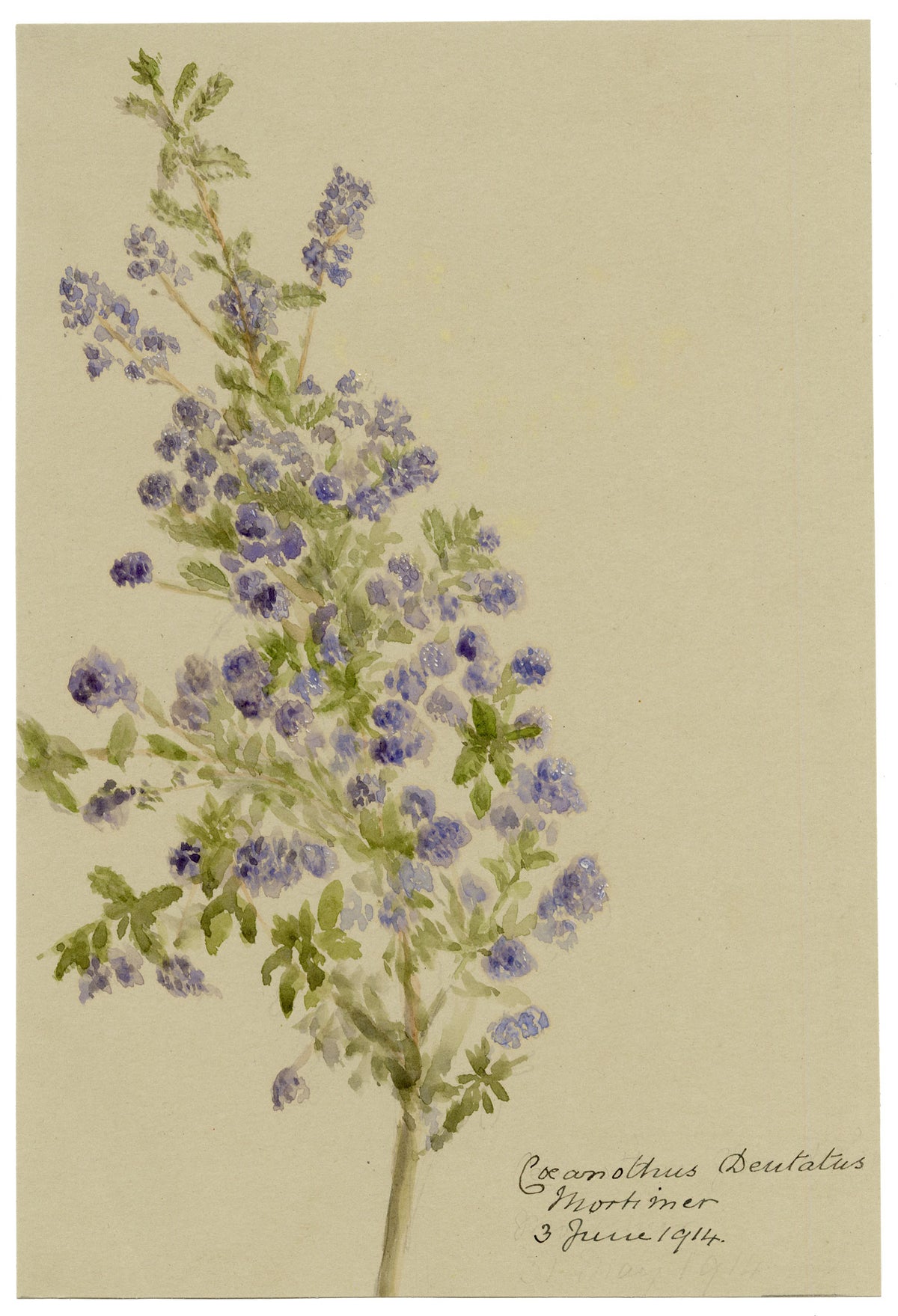 Anon., Sandscrub Ceanothus Flowers (Coeanothus dentatus) – 1914 watercolour painting