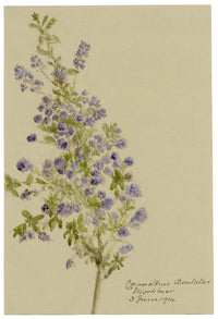 Anon., Sandscrub Ceanothus Flowers (Coeanothus dentatus) – 1914 watercolour painting