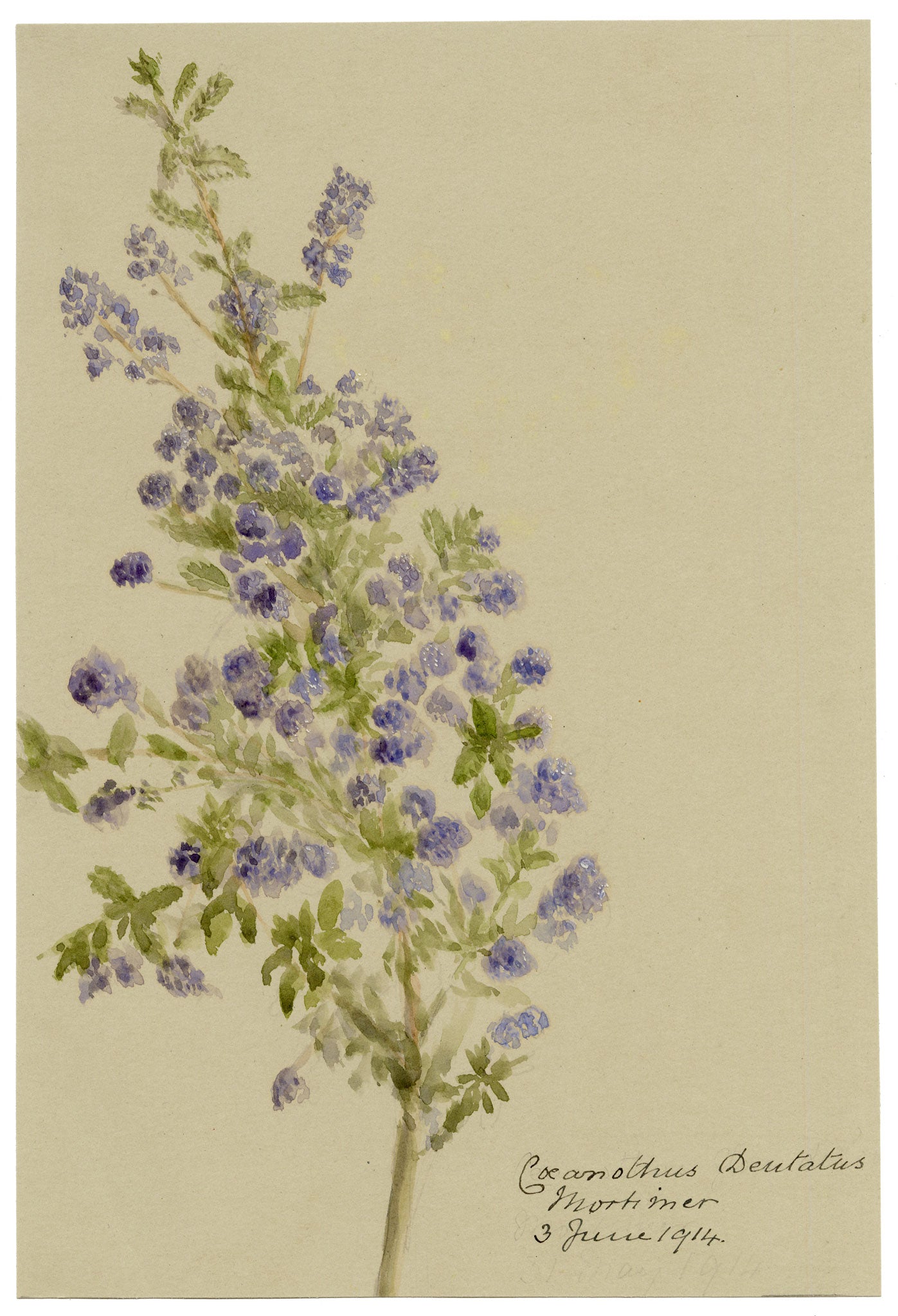 Anon., Sandscrub Ceanothus Flowers (Coeanothus dentatus) – 1914 watercolour painting