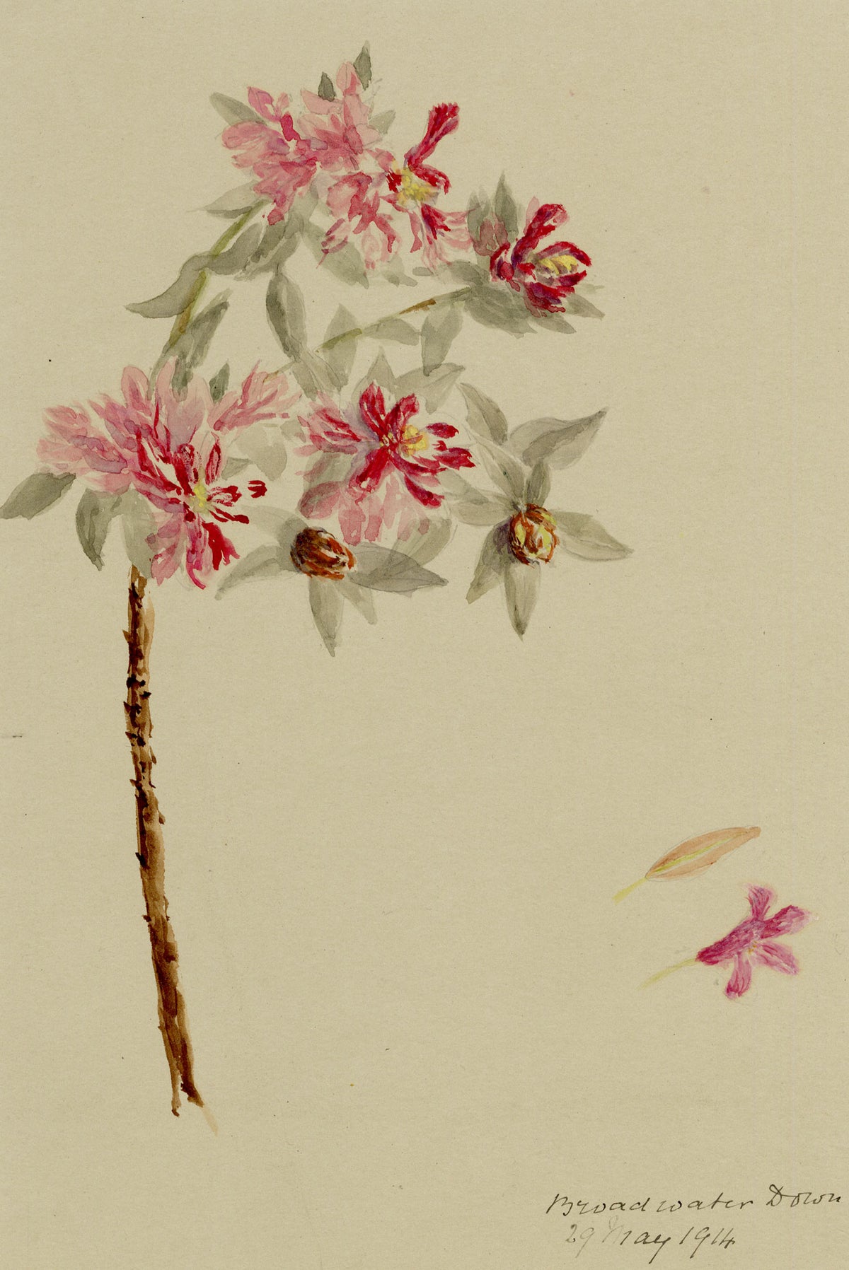 Anon., Rhododendron Flowers, Broadwater Down, Kent – 1914 watercolour painting