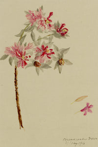 Anon., Rhododendron Flowers, Broadwater Down, Kent – 1914 watercolour painting