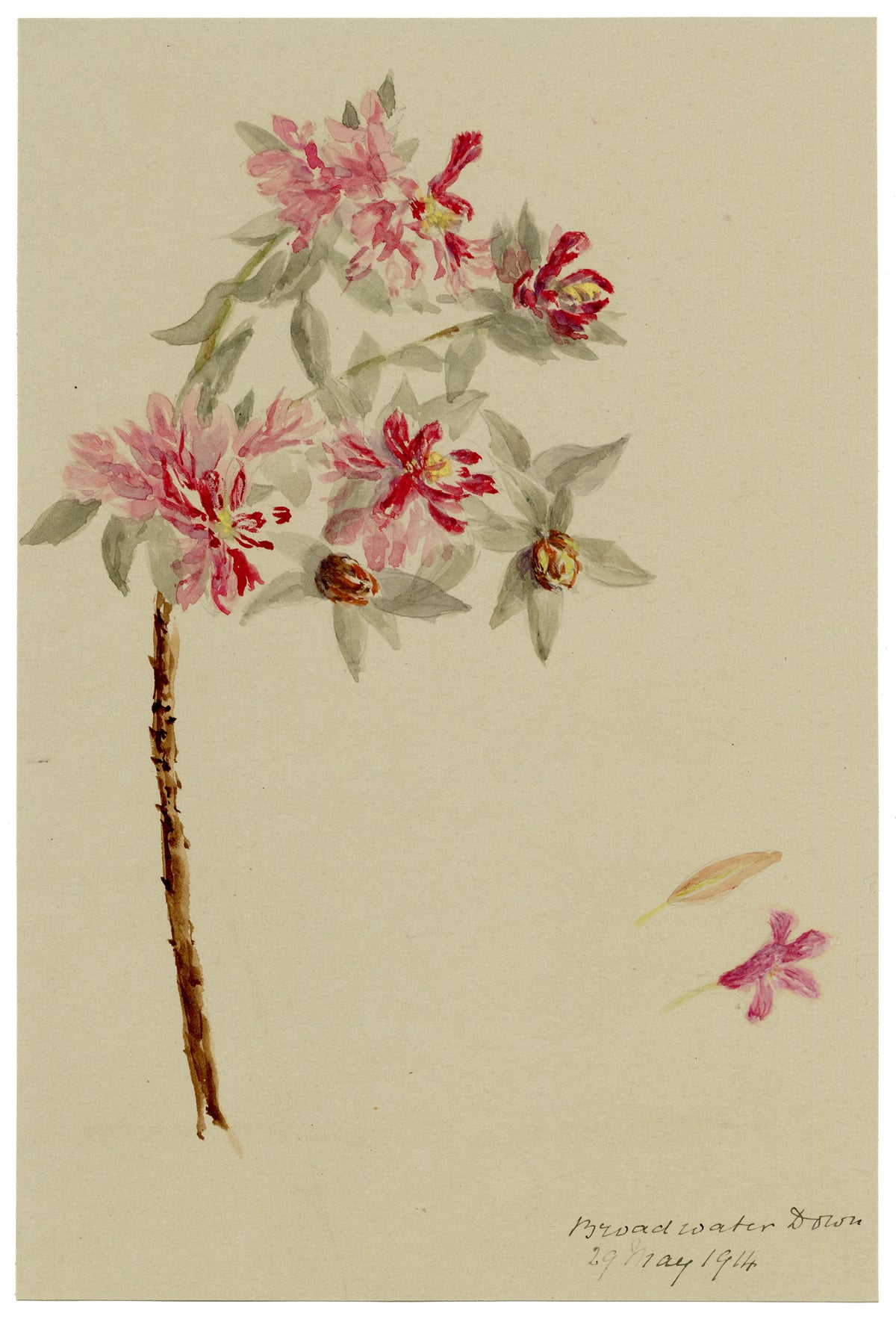 Anon., Rhododendron Flowers, Broadwater Down, Kent – 1914 watercolour painting
