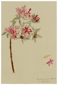 Anon., Rhododendron Flowers, Broadwater Down, Kent – 1914 watercolour painting